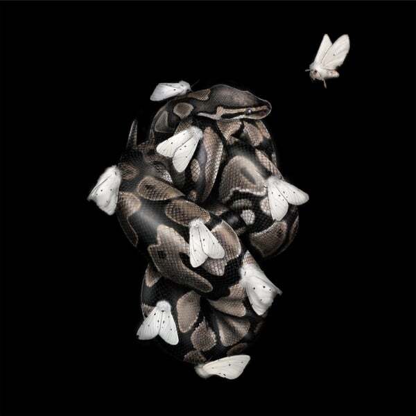 Cover art for Moths